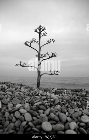 Agave arbre qui grandit dans une plage méditerranéenne Rolling Stone Banque D'Images
