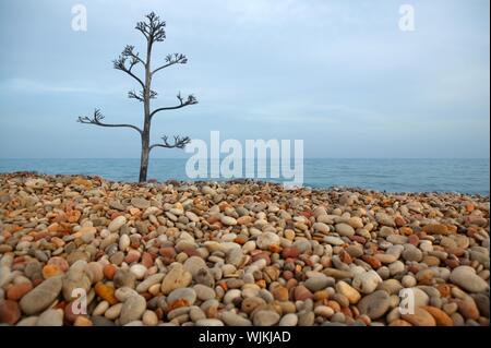 Agave arbre qui grandit dans une plage méditerranéenne Rolling Stone Banque D'Images