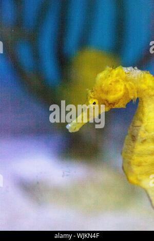 Hippocampes Hippocampus erectus jaune bordée piscine parmi les herbiers. Banque D'Images