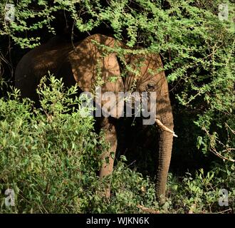 Dans l'éléphant d'arbustes. Les peaux d'éléphants du chaud soleil de midi dans les branches d'un acacia et les mâche les feuilles. Banque D'Images