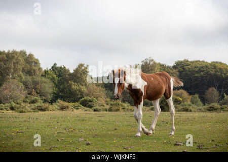 Un jeune poney new forest sauvages qui traversent la campagne Banque D'Images