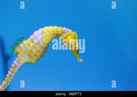 Hippocampes Hippocampus erectus jaune bordée piscine parmi les herbiers. Banque D'Images