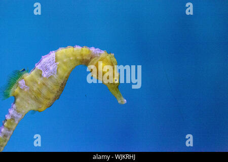 Hippocampes Hippocampus erectus jaune bordée piscine parmi les herbiers. Banque D'Images