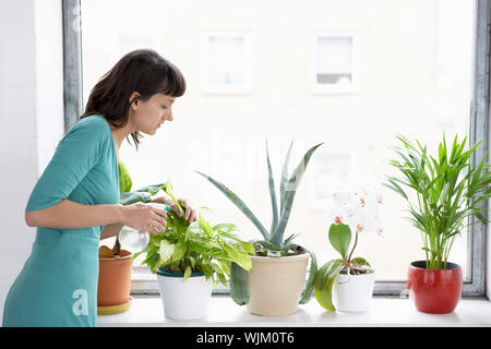 Young businesswoman pulvérise les plantes dans les pots par fenêtre Banque D'Images