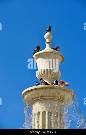 La photographie de rue dans la vieille Havane- Vieille Place (Espagnol : Plaza Vieja) Fontaine et les pigeons, La Habana (La Havane), La Havane, Cuba Banque D'Images