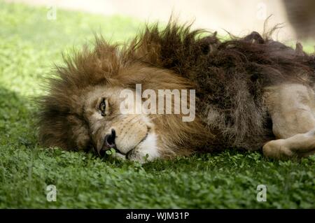 Afican lioness, couchage très détendue, portant sur l'herbe Banque D'Images