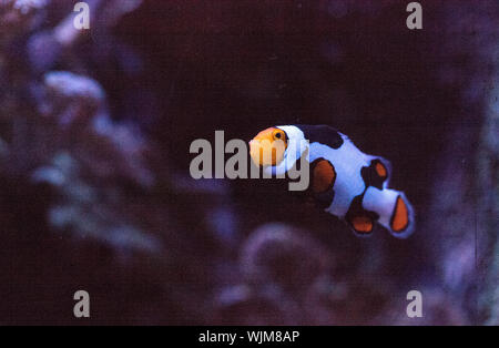 Noir, orange, blanc et poissons clowns poisson clown est aussi appelé Amphiprion. Banque D'Images