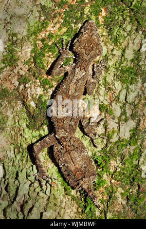 Une belle et bien camouflée leaftail gecko (Saltuarius cornutus) assis sur le tronc d'un arbre Banque D'Images