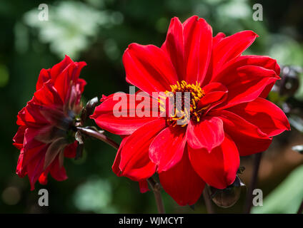 Un plan macro sur un évêque de llandaff dahlia floraison. Banque D'Images