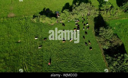 Vue aérienne de vert pâturage, d'herbe de pâturage avec des vaches, sur le terrain, ruminer dans le centre du Wisconsin, USA Banque D'Images