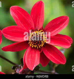 Un plan macro sur un évêque de llandaff dahlia rouge Banque D'Images