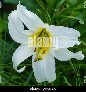 Un plan macro sur une fleur de lys royal blanc. Banque D'Images