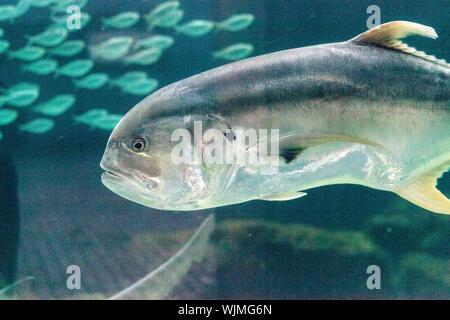 Poisson Jack Crevalle Caranx hippos a nagé dans un banc de poissons dans les eaux tropicales. Banque D'Images