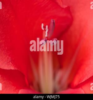 Un plan macro sur une fleur glaïeul rouge. Banque D'Images