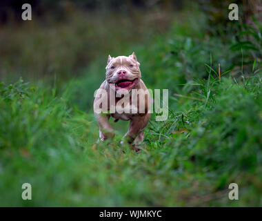 American bully chien qui court sur la pelouse de l'herbe verte Banque D'Images