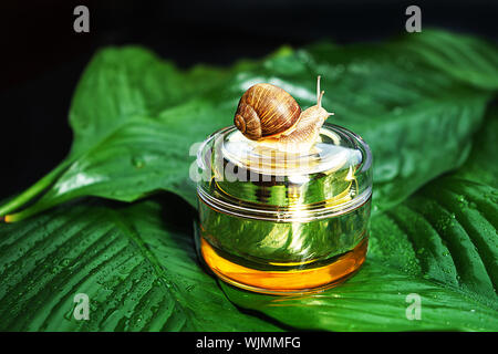 Escargot et un pot de crème sur la peau des feuilles vertes avec gouttes de pluie arrière-plan. Banque D'Images