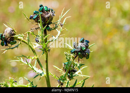 Groupe des coléoptères de Cetonia aurata au Monténégro Banque D'Images