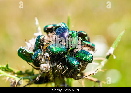 Groupe des coléoptères de Cetonia aurata au Monténégro Banque D'Images