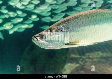 Grand poisson Tarpon Megalops atlanticus nage entre une école de petits poissons. Banque D'Images