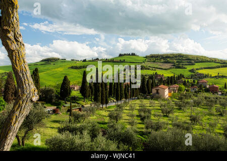 Le paysage verdoyant de la campagne Toscane en Italie. Vieille écorce Arbre flétri en premier plan pour l'effet dramatique. Banque D'Images
