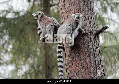 Deux lémuriens à queue anneau - Lemur catta - L. catta - sur un tronc d'arbre de pin avec texture écorce caractéristique Banque D'Images