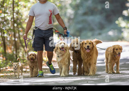 Professional Dog walker et formateur Juan Carlos Zuniga prenant une partie de son chien "clients" pour l'exercice dans un parc. Banque D'Images