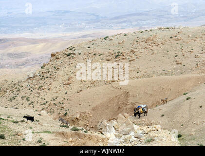 Des bédouins dans le désert près de la mer Morte en Jordanie. Banque D'Images