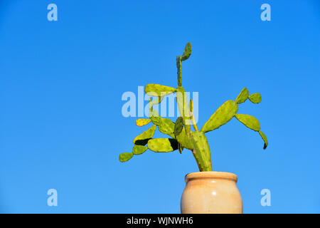 Cimetière Colon (Cementerio de Cristóbal Colón)- vase avec cactus décoratif, La Habana (La Havane), La Havane, Cuba Banque D'Images