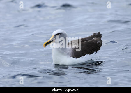 Un albatros de Buller Thalassarche bulleri, sur l'eau, Banque D'Images