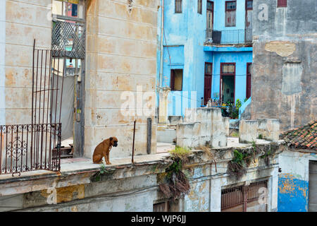 La photographie de rue dans le centre de La Havane - un chien regarde de la deuxième histoire sur Calle Escobar, La Habana (La Havane), La Havane, Cuba Banque D'Images