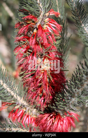 D'un côté Bottlebrush (Calothamnus quadrifidus) montrant les fleurs rouges disposés dans l'inflorescence, l'Australie du Sud Banque D'Images