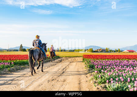 Couple de l'équitation à travers un champ de tulipes sur une journée ensoleillée. Banque D'Images