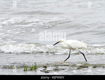 Aigrette neigeuse s'exécutant sur la plage, les vagues venant de derrière elle Banque D'Images