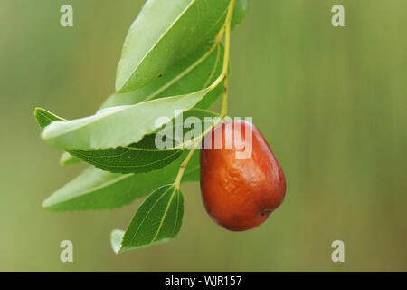 Close up of Fruits d'un arbre de jujube Banque D'Images