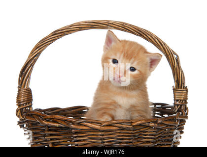 Close up sur une Orange tabby chaton bébé assis dans un panier en osier marron isolé sur blanc. Singeries animales fun. Banque D'Images