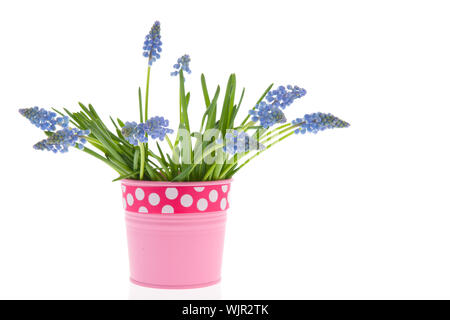 Muscaris bleus en rose pot de fleurs avec ruban isolé sur fond blanc Banque D'Images