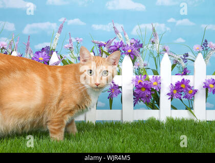 Post-partum orange et blanc cat standing in studio jardin jardin avec clôture blanche et fleurs violettes, Green grass, looking at viewer curieux Banque D'Images