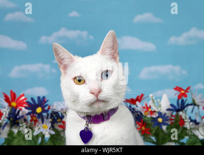 Portrait d'un chat blanc avec heterochromia à directement au spectateur, le port d'un collier mauve avec étiquette de nom vide. Rouge, blanc, bleu sur blanc fleurs Banque D'Images