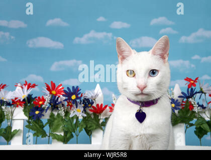 Portrait d'un chat blanc avec heterochromia à directement au spectateur, le port d'un collier mauve avec étiquette de nom vide. Rouge, blanc, bleu sur blanc fleurs Banque D'Images