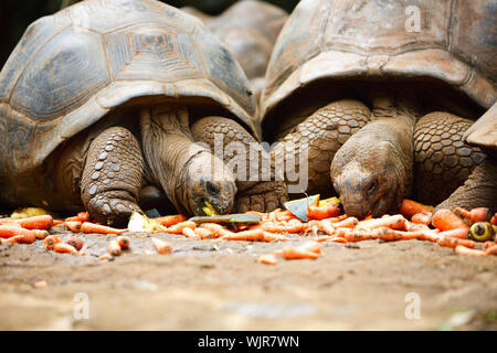 Deux tortues géantes manger des légumes Banque D'Images