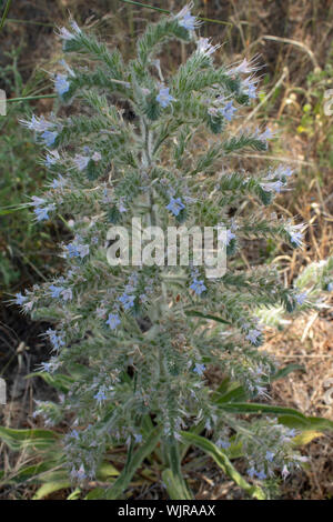 Close-up de la Vipérine commune (echium viper italienne italicum) plante. Banque D'Images