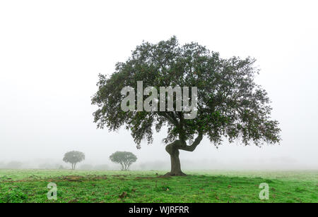 Paysage humide avec Lonely Tree dans le brouillard du matin, l'hiver au Portugal Banque D'Images