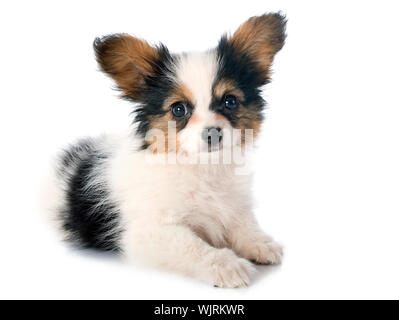 Chiot papillon in front of white background Banque D'Images