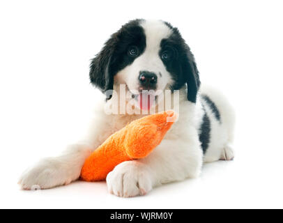 Chiot de race landseer in front of white background Banque D'Images