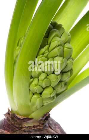 Scille avec sol et système racine isolé sur fond blanc Banque D'Images