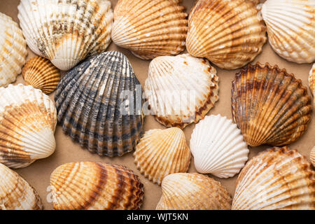 Texture de tas de coquillages, macro closeup Banque D'Images