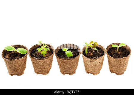 Rangée de plants en pots de tourbe de mousse de plus en plus biodégradable pots isolé sur fond blanc Banque D'Images