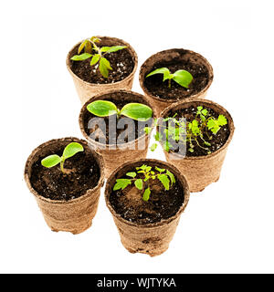 Plusieurs semis croissant en pots biodégradables dans des pots de tourbe isolé sur fond blanc Banque D'Images