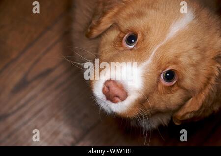 Nova Scotia Duck Toller chiot sur plancher en bois Banque D'Images