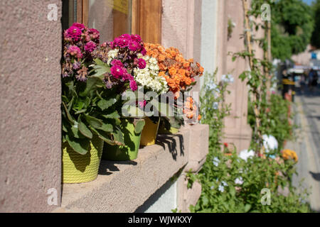 Fleurs en pot sur la fenêtre. Certaines des fleurs sont asséchés. Banque D'Images